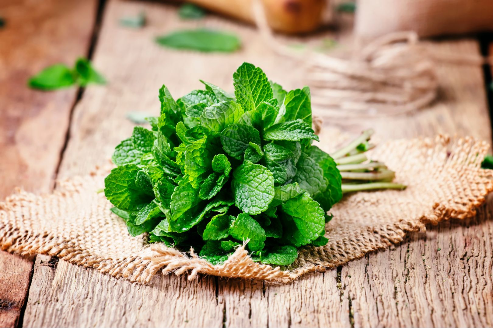 Menthe